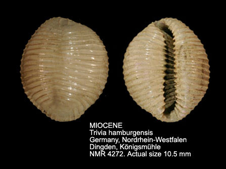 MIOCENE Trivia hamburgensis.jpg - MIOCENETrivia hamburgensisSchilder,1929